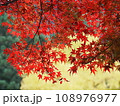 鮮やかなモミジ 鮮やかなモミジ 108976977