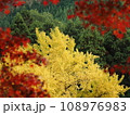 モミジ越しに見える黄葉したイチョウの木 モミジ越しに見える黄葉したイチョウの木 108976983
