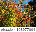 紅葉した木の葉 紅葉した木の葉 108977004