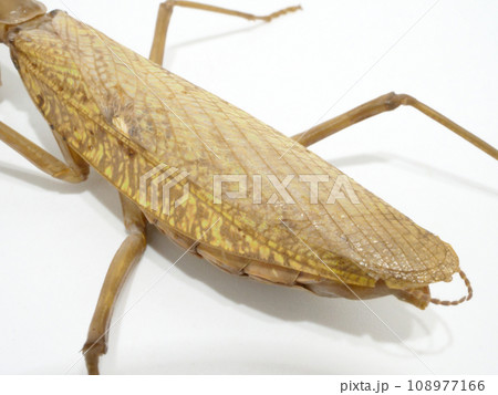 茶色いハラビロカマキリの下半身のアップ 茶色いハラビロカマキリの下半身のアップ 108977166