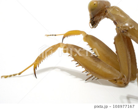 カマキリの前肢 カマキリの前肢 108977167