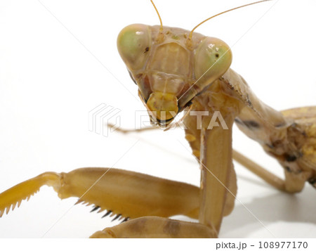 カマキリの顔面のアップ カマキリの顔面のアップ 108977170