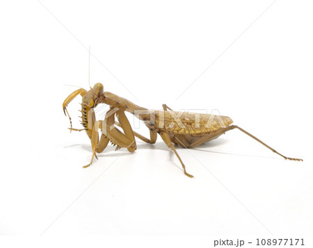 前肢を舐めるカマキリ 108977171