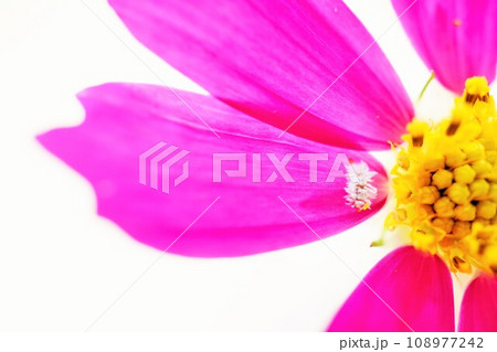 白背景にピンクのコスモスの花についた白い害虫、カイガラムシ 白背景にピンクのコスモスの花についた白い害虫、カイガラムシ 108977242