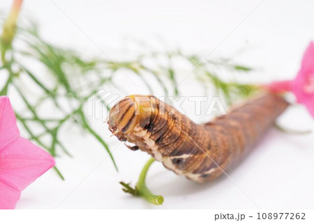 白背景に緑色のルコウソウの葉を食べる褐色のエビガラスズメという名前の蛾の幼虫 白背景に緑色のルコウソウの葉を食べる褐色のエビガラスズメという名前の蛾の幼虫 108977262
