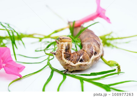 白バックに緑色のルコウ草の葉をのけぞって食べる茶色のエビガラスズメという名前の蛾の終齢幼虫 白バックに緑色のルコウ草の葉をのけぞって食べる茶色のエビガラスズメという名前の蛾の終齢幼虫 108977263