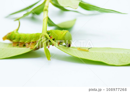 白背景ににヒメクチナシの葉の裏で向き合うオオスカシバというススメガの若齢幼虫と中齢幼虫 108977268