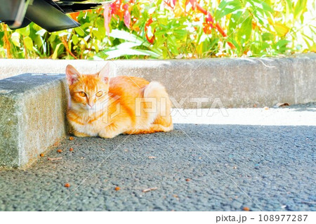 屋外の駐車場の車止めで箱座りで寛ぐ茶トラ柄の地域猫 屋外の駐車場の車止めで箱座りで寛ぐ茶トラ柄の地域猫 108977287