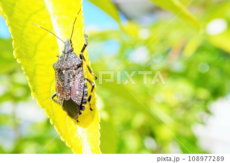 屋外で秋の黄変したエルダーフラワーの葉に止まるキマダラカメムシの成虫 108977289