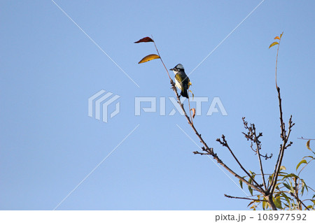 公園 パーク 園 108977592