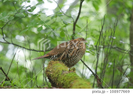 ヤマドリ 108977669