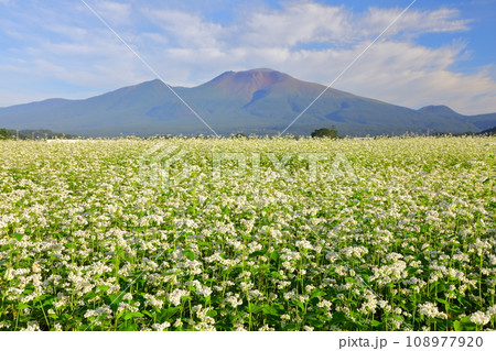 浅間山と蕎麦畑 浅間山と蕎麦畑 108977920