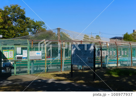 東京都葛飾区金魚展示場2023年11月 108977937