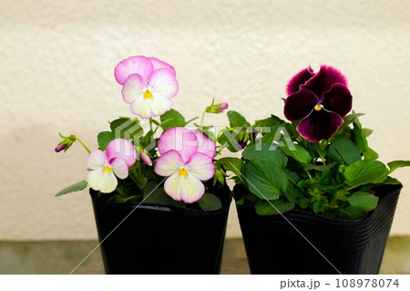 鉢に植えたビオラの花、ポットに入れたパンジーの苗、ビオラの植え付け、ポット苗のビオラ 鉢に植えたビオラの花、ポットに入れたパンジーの苗、ビオラの植え付け、ポット苗のビオラ 108978074