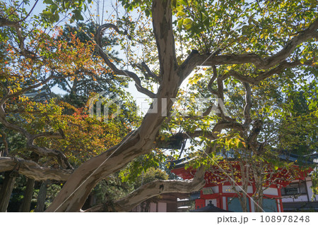 さるすべりの古木と摩尼殿 108978248