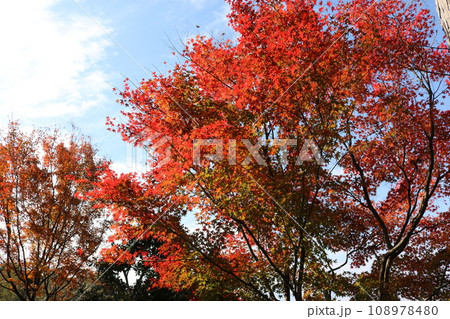 青空をバックに映る紅葉 Momiji behind blue sky 108978480