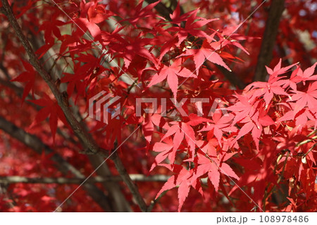 見ごろを迎えた紅葉 Momiji on crimson foliage season 108978486