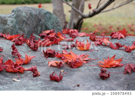 枯れ落ちたカエデの紅葉 withered leaves of kaede Momiji 108978493