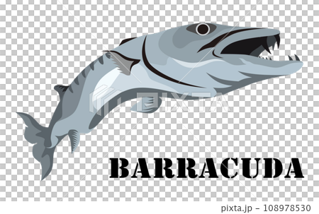 barracuda 108978530