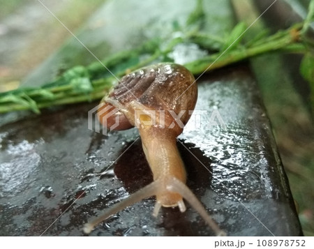 A picture of land snail with blur background 108978752