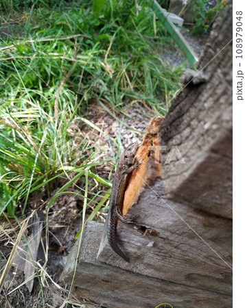Collared lizard Crotaphytus collaris, sits on a large stone and observes the surroundings. 108979048