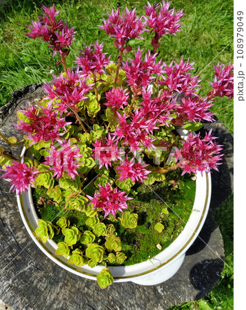 Field of cosmos flower. flowers in the garden 108979049
