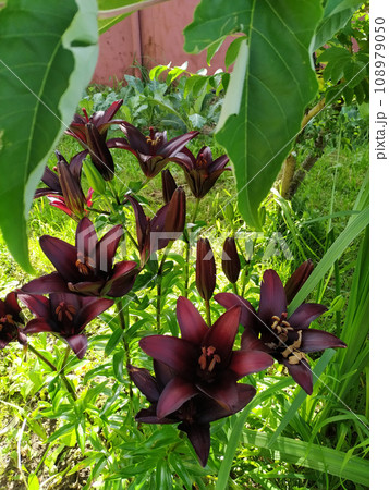 Field of cosmos flower. flowers in the garden Field of cosmos flower. flowers in the garden 108979050