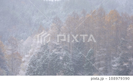 雪化粧した森(恩原湖周辺) 雪化粧した森(恩原湖周辺) 108979390