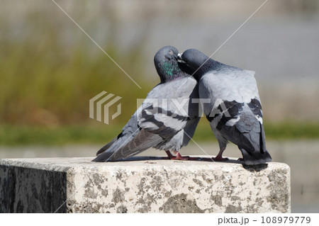 仲良くキスをする鳩 仲良くキスをする鳩 108979779