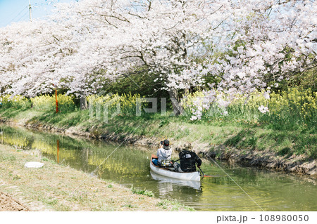 滋賀県近江八幡 八幡堀の水郷めぐり 手漕ぎ船で桜と菜の花を楽しむ 滋賀県近江八幡 八幡堀の水郷めぐり 手漕ぎ船で桜と菜の花を楽しむ 108980050