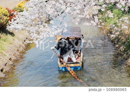 滋賀県近江八幡 八幡堀の水郷めぐり　手漕ぎ船で桜と菜の花を楽しむ 108980065