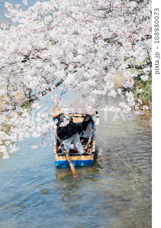 滋賀県近江八幡 八幡堀の水郷めぐり　手漕ぎ船で桜と菜の花を楽しむ 108980073