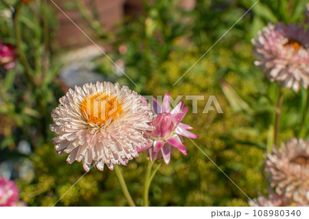 The bract of the immortelle pink close-up. Dried flowers 108980340