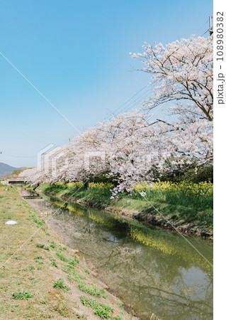 滋賀県近江八幡 八幡堀の水郷めぐりと桜の風景 滋賀県近江八幡 八幡堀の水郷めぐりと桜の風景 108980382