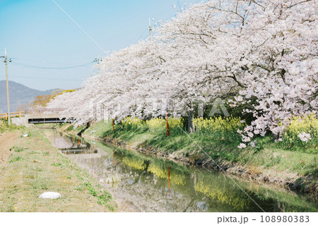 滋賀県近江八幡 八幡堀の水郷めぐりと桜の風景 滋賀県近江八幡 八幡堀の水郷めぐりと桜の風景 108980383