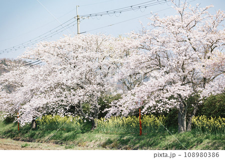 滋賀県近江八幡 八幡堀の水郷めぐりと桜の風景 108980386