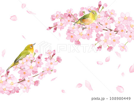春の花:桜と小鳥(メジロ)の散る花びらのフレームデザイン。水彩イラスト。 春の花:桜と小鳥(メジロ)の散る花びらのフレームデザイン。水彩イラスト。 108980449