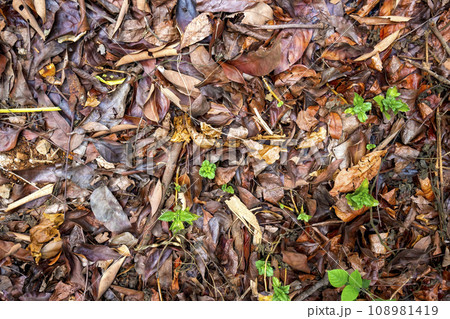 Fallen leaves on the ground Fallen leaves on the ground 108981419