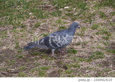鳩 108982610