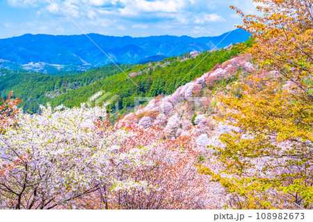 吉野山のヤマザクラ 108982673