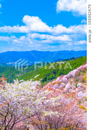 吉野山のヤマザクラ 108982679