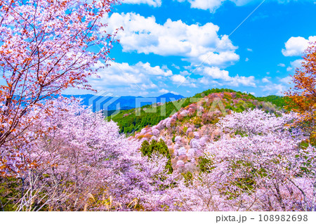 吉野山のヤマザクラ 吉野山のヤマザクラ 108982698