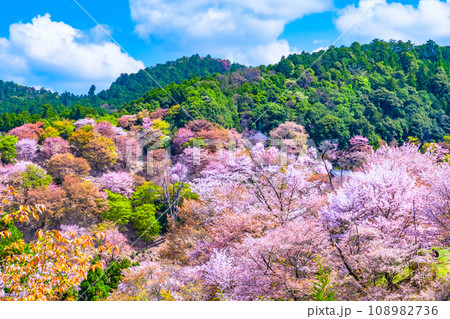 吉野山のヤマザクラ 吉野山のヤマザクラ 108982736