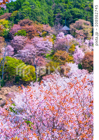 吉野山のヤマザクラ 吉野山のヤマザクラ 108982745