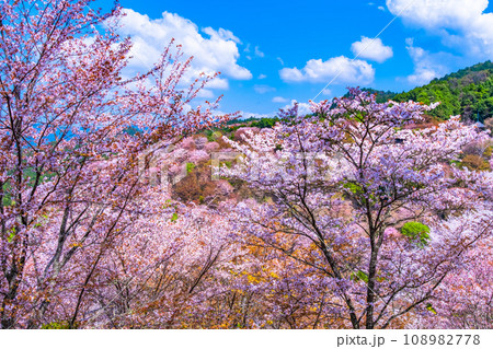 吉野山のヤマザクラ 吉野山のヤマザクラ 108982778