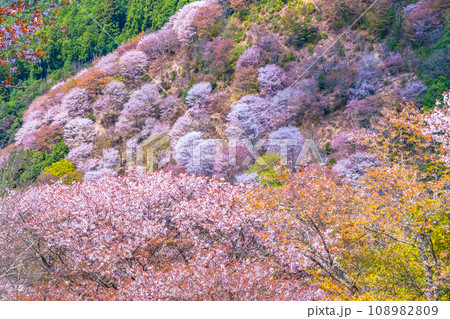 吉野山のヤマザクラ 108982809