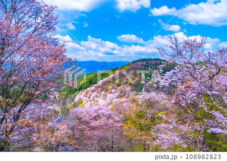 吉野山のヤマザクラ 108982823