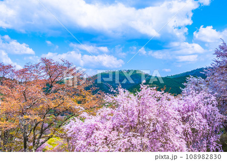 吉野山のヤマザクラ 吉野山のヤマザクラ 108982830