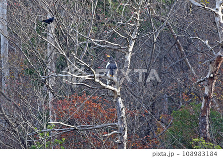 樹上で休むオオワシ。 108983184