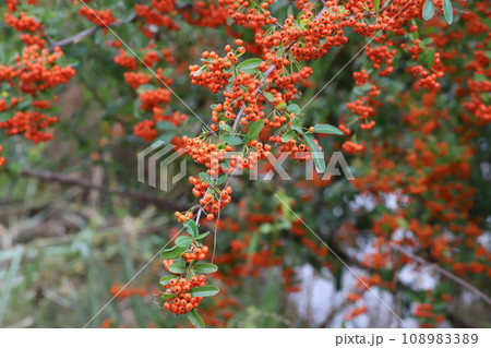 秋の公園に実るピラカンサの赤い実 108983389